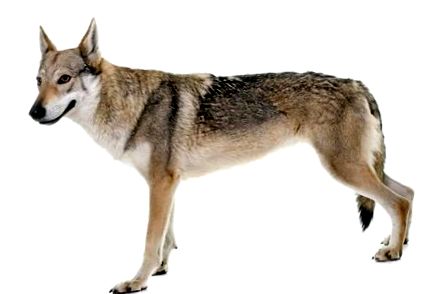Câine de lup cehoslovac (caracter, nutriție, îngrijire)