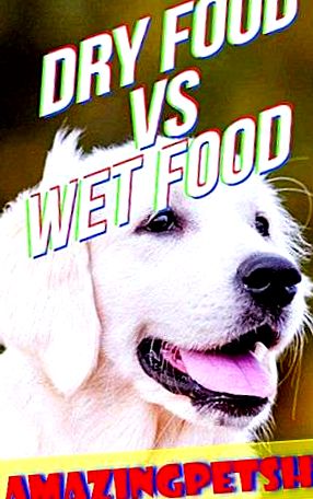 Коя е най-добрата храна за кученца златен ретривър 2020
