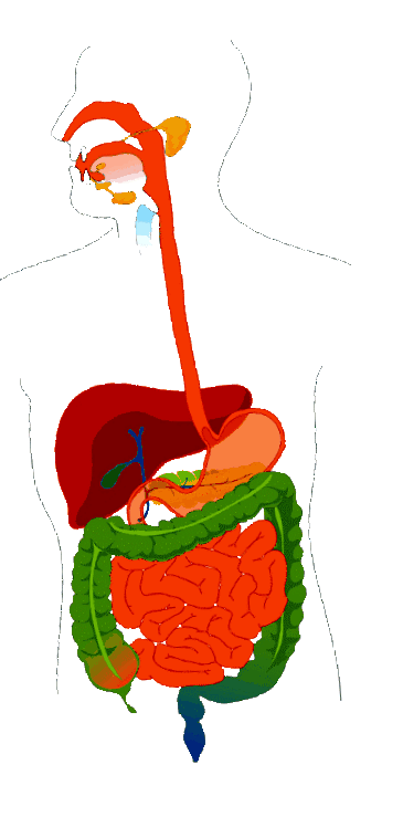 intestinală