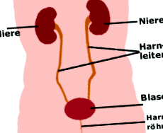 fehérje a vizelet hipertóniájában bal szív magas vérnyomás