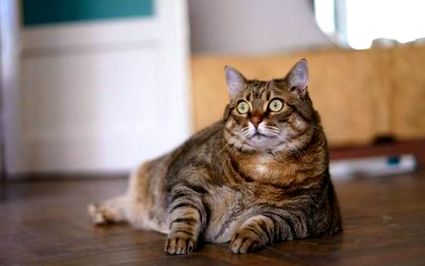 Дебелите котки - Как да направим щастлив дом за вашия домашен любимец
