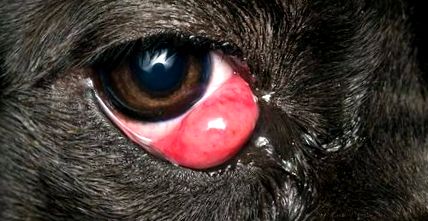 Черешко око при кучета симптоми, причини и лечение домашни любимци свят