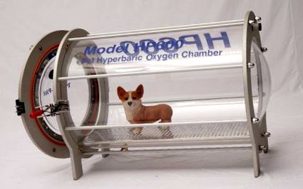 Ветеринарно оборудване Кислородна камера за животни - Купете хипербарна  терапия F; r животни, хипербарици