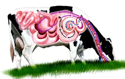 Așa funcționează stomacul unei vaci