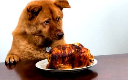 Помощ, куче яде пилешки кости