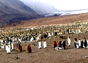 кралски пингвини