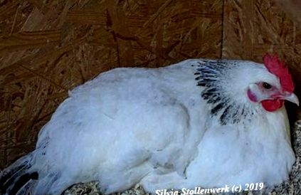 Természetes fiasítás - hagyja, hogy a csirkék természetes módon  szaporodjanak - permakultúrás kertészeti blog
