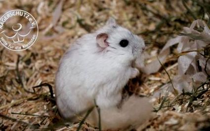 Supraponderal: ajuta, hamsterul meu pitic este prea gras!