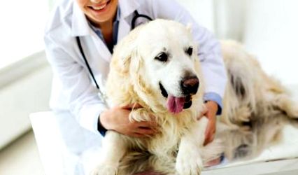 Cukorbetegség kutyáknál – 10 jellemző tünet - Egészség