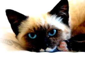 FIP; Macskák fertőző hashártyagyulladás macskabetegségek Macska tanácsadó  útmutató Háziállatok természet
