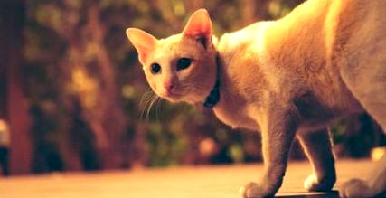 Icter la pisici ➤ Cauze, simptome și ce trebuie făcut în caz de 