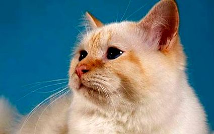 Szent Birman macska - Minden információ a fajtáról AZ ÁLLAT-SZAKÉRTŐK