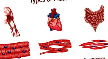 miokardiális hipertrófia magas vérnyomás