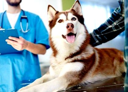 Szén tabletta kutyák számára; hatás