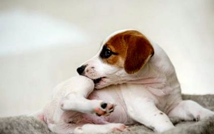 Лизане на екзема при кучета - симптоми; лечение