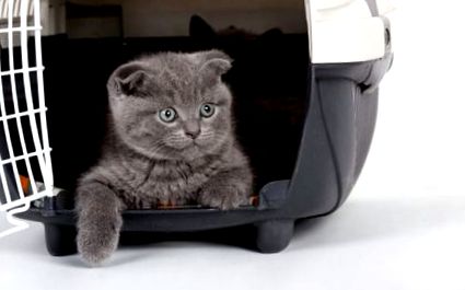 Съвети за пътуване с вашата котка в самолет на Zooplus