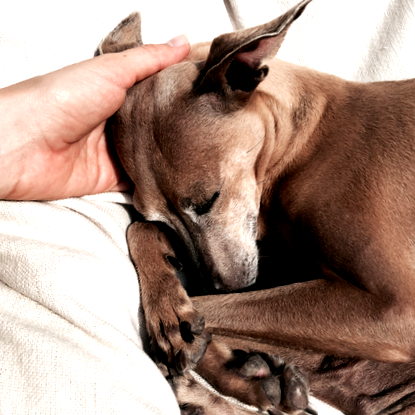 Как можете да помогнете на кучето си при диария с лека храна Реклама  miDoggy Community
