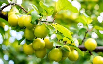 prune de cireș din prostatită