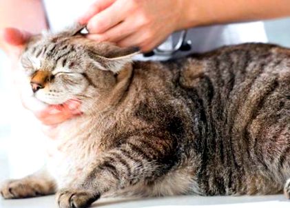 Hogyan tisztítsuk meg a macskák fülét Ezek a trükkök segítenek