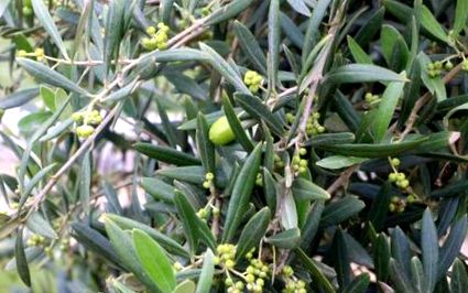 маслиновото
