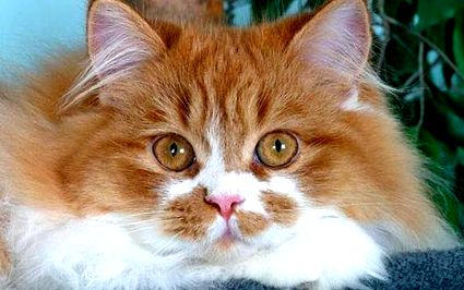 Персийска котка - Цялата информация за породата ЕКСПЕРТИТЕ НА ЖИВОТНИТЕ