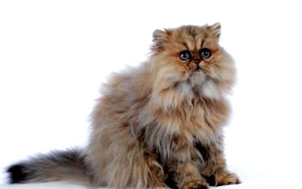 Персийска котка характер, отношение, здраве; Грижи zooplus