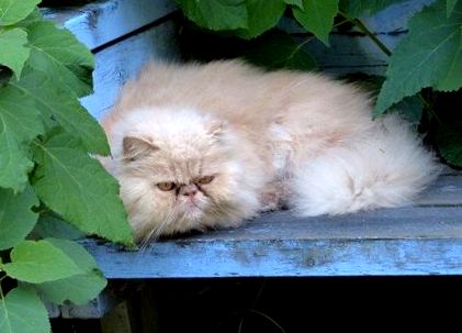 Характеристики на персийската котка, природа, отношение и грижи - по-пълни