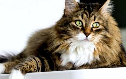 Характер на сибирска котка, отношение; Грижа за описанието на породата