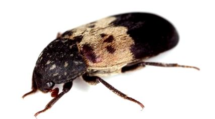 Бекон бръмбари в домакинството: как бързо да се отървете от вредителите