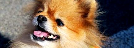 Puii Pomeranian - Tot ce trebuie să știți despre ei, într-adevăr