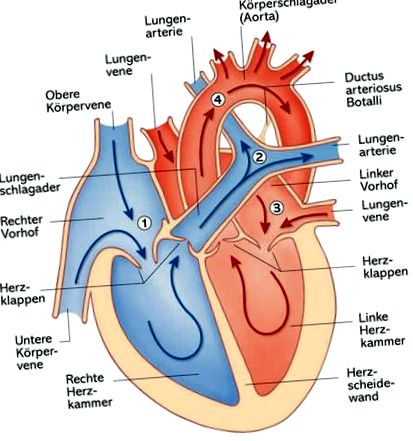 hogyan működik a szív bupa egészség)