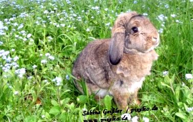 Rabbit Ern; nutriție - iepuri rea; ascultați mâncare sănătoasă de iepure