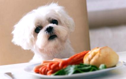 Храна, която кучетата нямат право да ядат списание за кучета zooplus