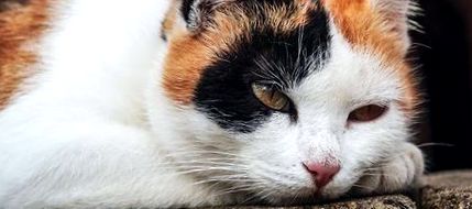 Consilier - boli de rinichi la pisici - ce se poate face cu 