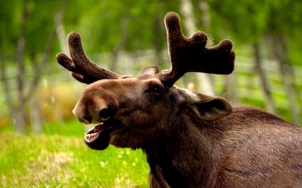 moose