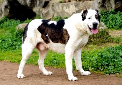 Порода средноазиатско овчарско куче Описание списание за кучета Zooplus
