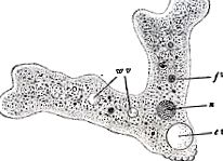 un parazit disenteric de amoeba)