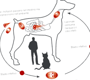 giardia