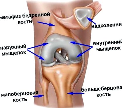 колінного