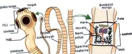 angiospermici