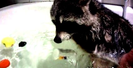 холестерину підвищіть