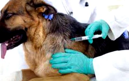 Възможни странични ефекти от ваксинацията на кучета - Hellodog-Webshop