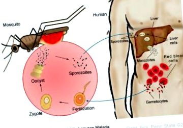 Parazitozele intestinale: giardioza si ascaridioza | autoglob.ro