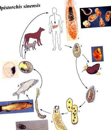 Remedii eficiente pentru paraziți în corpul uman, Simptomatologie paraziți intestinali