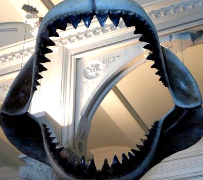 megalodonul