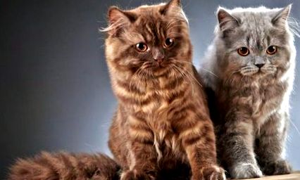 Британска дългокосместа порода котка описание, снимки и съвети