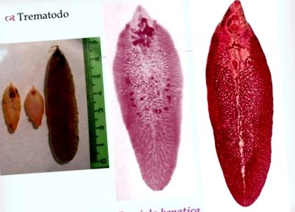 trematodes