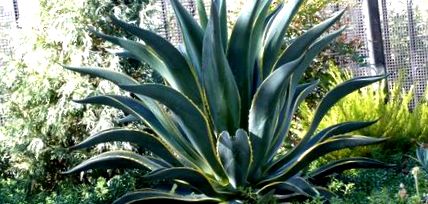 agave