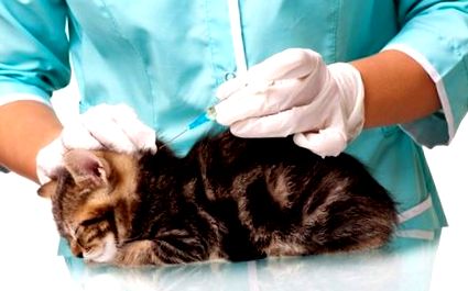 Vaccinarea pentru pisici - Ce vaccinuri sunt necesare pentru 