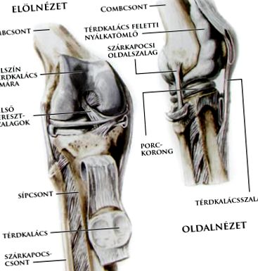 відсутність коліні